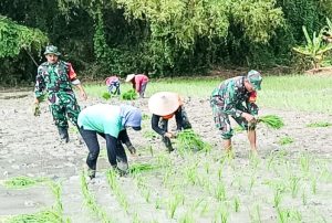 Babinsa Kodim Bojonegoro bersama Petani Wujudkan Ketahanan pangan Nasional.