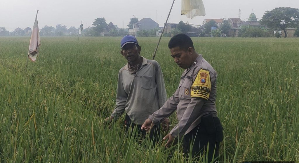 Aipda Dwi Pujoko Dampingi Petani di Desa Semanding, Untuk Meningkatkan Hasil Panen