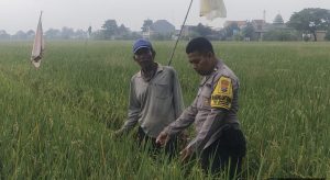 Aipda Dwi Pujoko Dampingi Petani di Desa Semanding, Untuk Meningkatkan Hasil Panen