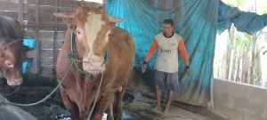 Sapi Raksasa berat 1 ton lebih adalah hewan yang langka dan istimewa.