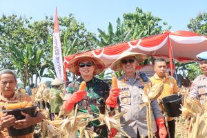 Panen Raya Jagung Serentak,  Polres Bojonegoro dan Forkopimda Dukung Swasembada Pangan
